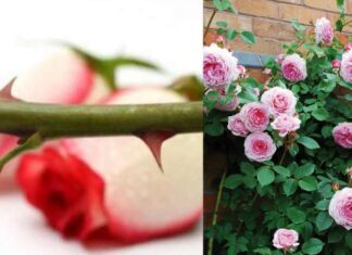 The Feng Shui Master’s Warning: Offering Flowers and Incense with These Common Mistakes Will Only Bring Bad Luck.