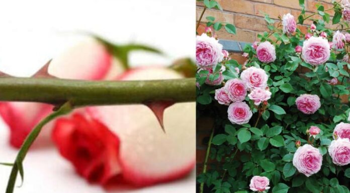 The Feng Shui Master’s Warning: Offering Flowers and Incense with These Common Mistakes Will Only Bring Bad Luck.