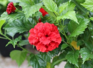 The Sunshine Trio: Three Flowers That Thrive in the Sun and Will Brighten Up Your Balcony with Ease