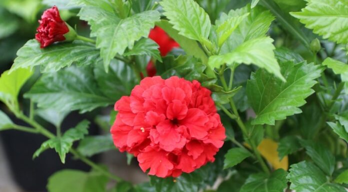 The Sunshine Trio: Three Flowers That Thrive in the Sun and Will Brighten Up Your Balcony with Ease