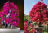 The Ultimate Guide to Caring for Bougainvilleas: How to Get a Burst of Color Just in Time for Tet
