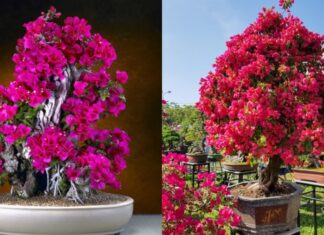 The Ultimate Guide to Caring for Bougainvilleas: How to Get a Burst of Color Just in Time for Tet