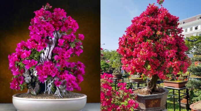 The Ultimate Guide to Caring for Bougainvillea: How to Make Your Flowers Bloom Brighter for the New Year