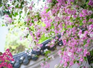 The Secret to a Blooming Paradise: Unveiling the Mystery of the “Male” and “Female” Bougainvillea