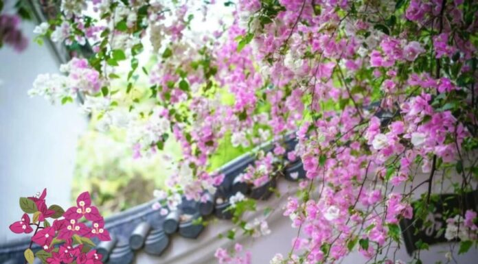The Secret to a Blooming Paradise: Unveiling the Mystery of the “Male” and “Female” Bougainvillea