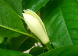 The Ever-Blooming Scented Marvel: Unveiling a Low-Maintenance Floral Wonder with an Unparalleled Fragrance that Rivals French Perfumes