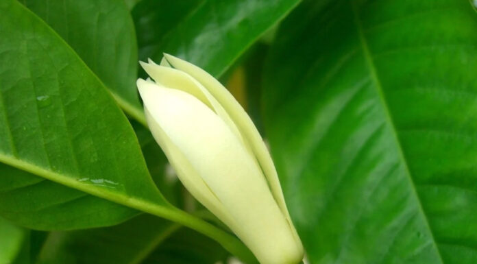 The Ever-Blooming Scented Marvel: Unveiling a Low-Maintenance Floral Wonder with an Unparalleled Fragrance that Rivals French Perfumes