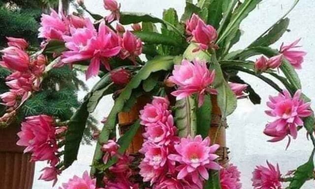 Moonlight Magic: Captivating Scents and Year-Round Blooms