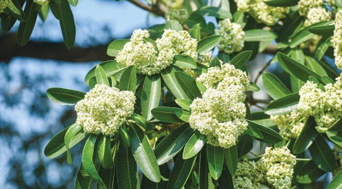 The Alluring Scent of Milkflower: Why Do Some People Enjoy Its Fragrance While Others Are Appalled?