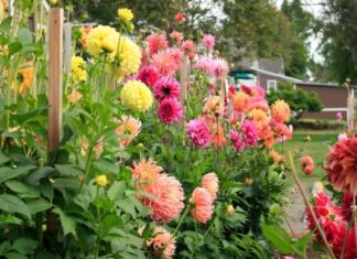 The Magic of Four Blooming Trees: Unveiling the Secret to Attracting Abundance.