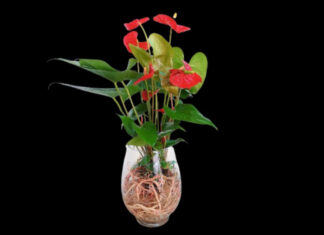 “Attract Good Fortune and Welcome Wealth: Plant This Aquatic Plant on the First Day of the New Year at the Wealth God’s Altar”