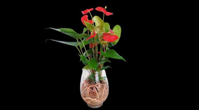 “Attract Good Fortune and Welcome Wealth: Plant This Aquatic Plant on the First Day of the New Year at the Wealth God’s Altar”