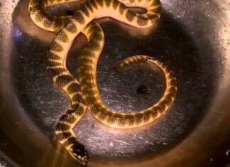 The Elusive Ca Mau Spider: Unveiling the Fascinating Secrets of This Arachnid.