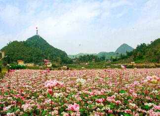 The 8 Breathtaking Spots to Witness the Blooming of the Pink Triangle Flowers