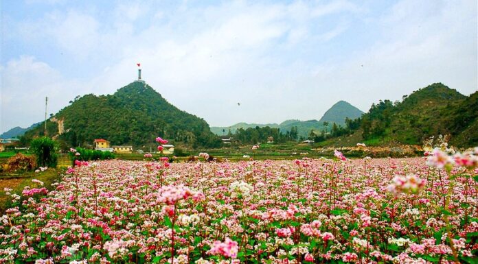 The 8 Breathtaking Spots to Witness the Blooming of the Pink Triangle Flowers