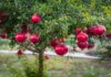The Top 10 Fruit Trees for Beautiful Bonsai and a Prosperous Home