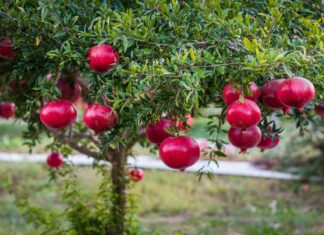 The Top 10 Fruit Trees for Beautiful Bonsai and a Prosperous Home