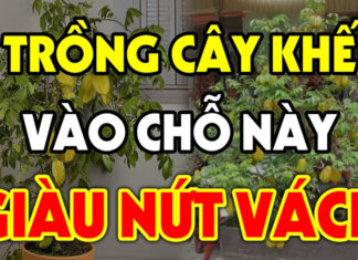 “Growing a Carambola Tree Indoors: Unlocking Prosperity with ‘One Avoid and Two Essentials’ for Abundant Luck and Wealth”