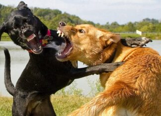 The Ancient’s Wisdom: ‘Never House More Than Two Dogs’