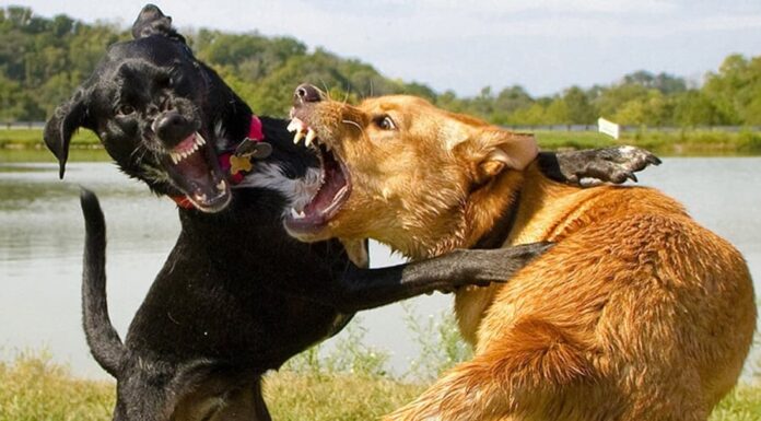 The Ancient’s Wisdom: ‘Never House More Than Two Dogs’