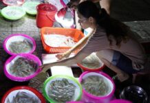 The Ultimate Guide to the Unique Nghe An Delicacy Market: How a Quirky, Stall-less Wonder Attracts Crowds and Breaks Records