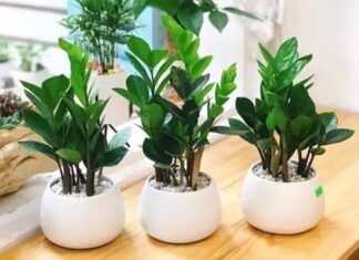 “Unleashing Fortune: The Art of Growing the Golden Money Tree”