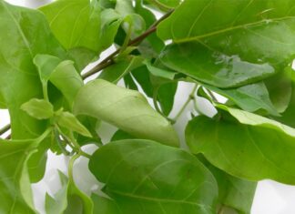 “The Magic of Giang Leaves: Unveiling Three Delicious Dishes Beyond the Classic Chicken Combo”