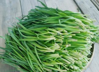 The Leaf that’s a ‘Vegetable Oyster’, Supercharging Kidney Health, Strengthening Bones and Transforming Overall Wellbeing.