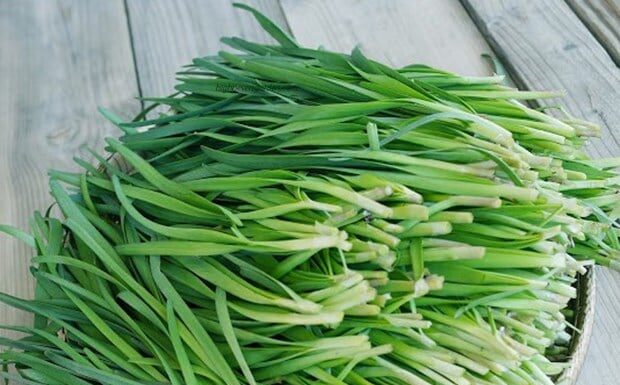 The Leaf that’s a ‘Vegetable Oyster’, Supercharging Kidney Health, Strengthening Bones and Transforming Overall Wellbeing.