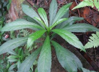 The Wild Leaf: A Tasty Wrap with a Twist.