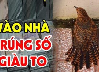 “The Three Money Birds: Uncovering the Omens”