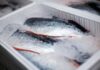 The Ultimate Guide to Keeping Fish Fresh for Days Without a Fridge