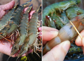 The Perfect Boiled Shrimp: Enhance the Flavor and Color with a Simple Twist