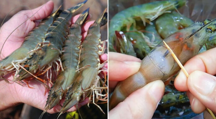 The Perfect Boiled Shrimp: Enhance the Flavor and Color with a Simple Twist