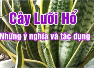 The Power of the Snake Plant: How 3 Entrepreneurs Attracted Wealth and Prosperity.