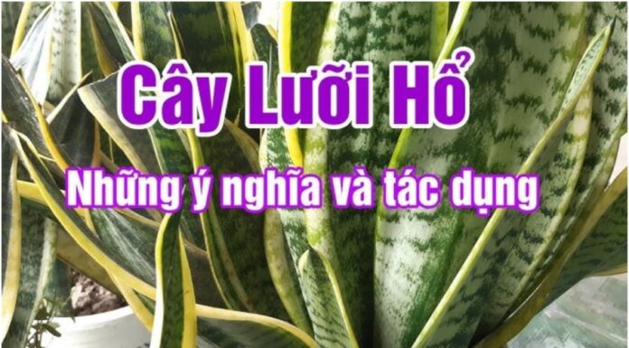 The Power of the Snake Plant: How 3 Entrepreneurs Attracted Wealth and Prosperity.