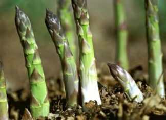 The Ultimate Guide to Low-Maintenance Gardening: Plant These Crops Once and Enjoy a Decade of Delicious Harvests