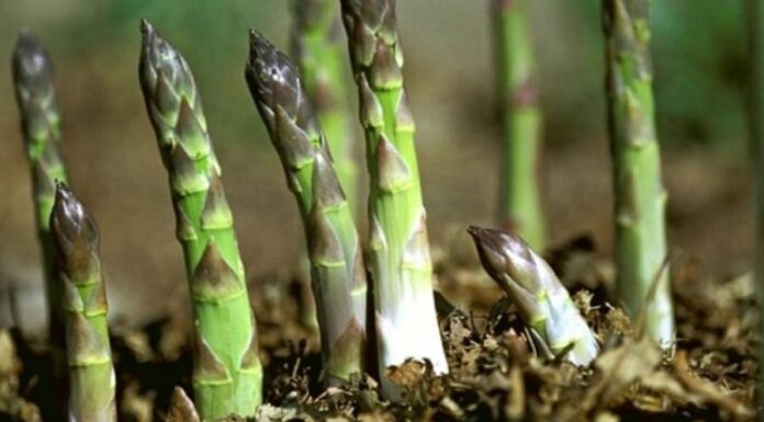 The Ultimate Guide to Low-Maintenance Gardening: Plant These Crops Once and Enjoy a Decade of Delicious Harvests