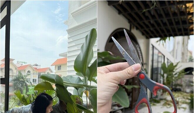 “Mom of Four” Van Trang Proudly Shows Off Her Lush Garden in Her 1,000-Square-Meter Villa but Fears One Thing