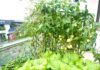 The Green Thumb Mom: Transforming a 40m2 Rooftop into a Bountiful Urban Garden