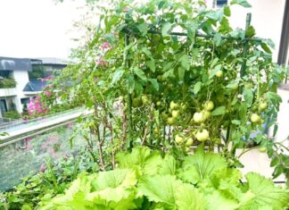 The Green Thumb Mom: Transforming a 40m2 Rooftop into a Bountiful Urban Garden