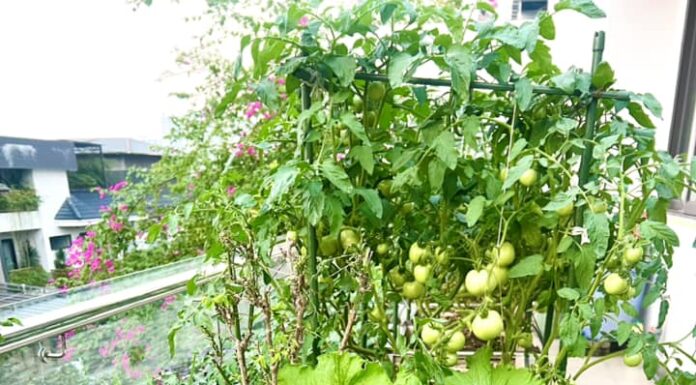 The Green Thumb Mom: Transforming a 40m2 Rooftop into a Bountiful Urban Garden