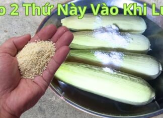 The Ultimate Guide to Perfect Corn: A Simple Trick for Delicious, Tender Kernels