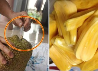 The Ultimate Guide to Choosing Ripe Jackfruit: Avoiding the “Chemically-Ripened” Imposters