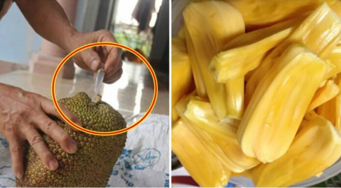 The Ultimate Guide to Choosing Ripe Jackfruit: Avoiding the “Chemically-Ripened” Imposters