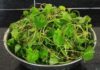 Gotu Kola: Summer’s Wild Superfood, Unlocking Brain-Boosting, Skin-Glowing Delicious Recipes