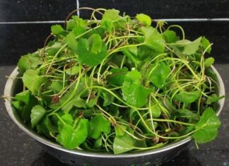 Gotu Kola: Summer’s Wild Superfood, Unlocking Brain-Boosting, Skin-Glowing Delicious Recipes