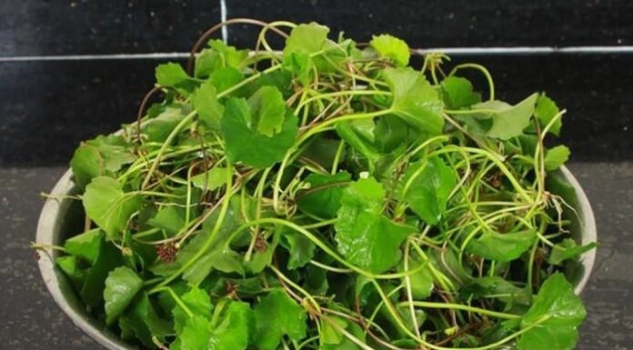 Gotu Kola: Summer’s Wild Superfood, Unlocking Brain-Boosting, Skin-Glowing Delicious Recipes