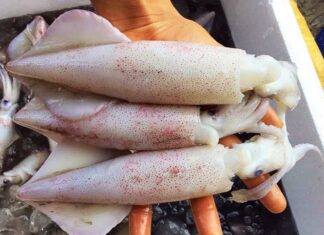 Spicy and Tasty: The Ultimate Grilled Squid with Sa Te Sauce