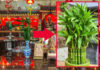 Wealthy Individuals and the Lucky Bamboo: Unraveling the Ancient Feng Shui Symbolism.